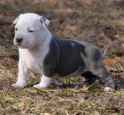 puppy.jpg