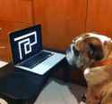 dog-laptop-scare-game-does-not-react-13820316479.gif