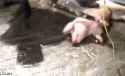 Oink_oink.gif