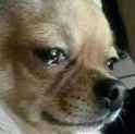 sad dog who was insulted.jpg