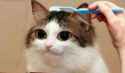 53BE3EE4-E0FE-4FAB-BA2E-3A2F44FDB527.png