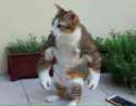 muscle cat.jpg