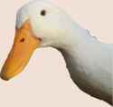 pekinduck_fmt.png
