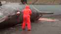 whale 1506109018230.gif