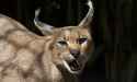 caracal-002.jpg