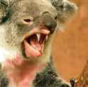 800px-Dropbear.jpg