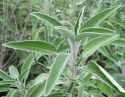Salvia-officinalis-sage.jpg