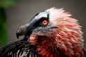 bearded vulture a.png