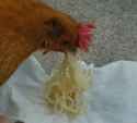 chicken eating spaghetti.png