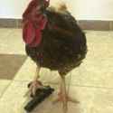 chicken gun.jpg