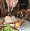 doggo looking at chicken.jpg