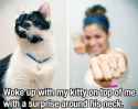 cat-saturday-28-photos-19.jpg