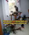 best-cat-saturday-photos-of-the-year-101-photos-55.jpg