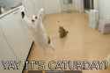 yay-its-caturday.jpg