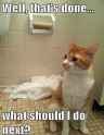 cat_tp.jpg