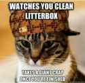 CAT_SCUMBAG_STEVE.jpg