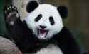 panda.jpg