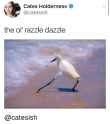 cates-holderness-catesish-the-ol-razzle-dazzle-catesish-25846818.png