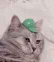 tumblr_ow99qbid7Z1twki9io1_540.jpg