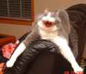 Angry Cat.jpg
