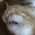 cat.gif