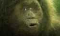garden-ape.jpg
