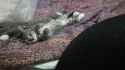 kitten1.jpg
