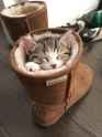 cat (46).jpg