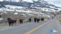 29906170001_3425493124001_video-still-for-video-3425406450001.jpg